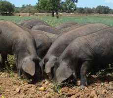 Das "porcnegre", das schwarze mallorquinische Schwein