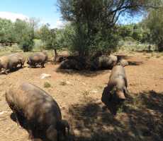 Cerdo negro mallorquín: calidad única en el mundo