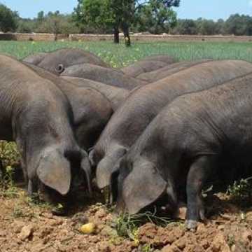 The porcnegre or Mallorcan black pig - 