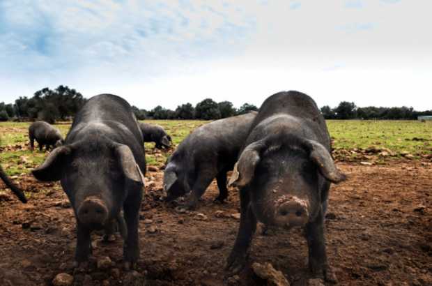  - Charcuteria Ibérica embutidos de porc mallorquín Jamon Ibérico de cerdo  mallorquín Jamon Ibérico, Chorizo, Salcichón y Paleta de Cerdo Negro