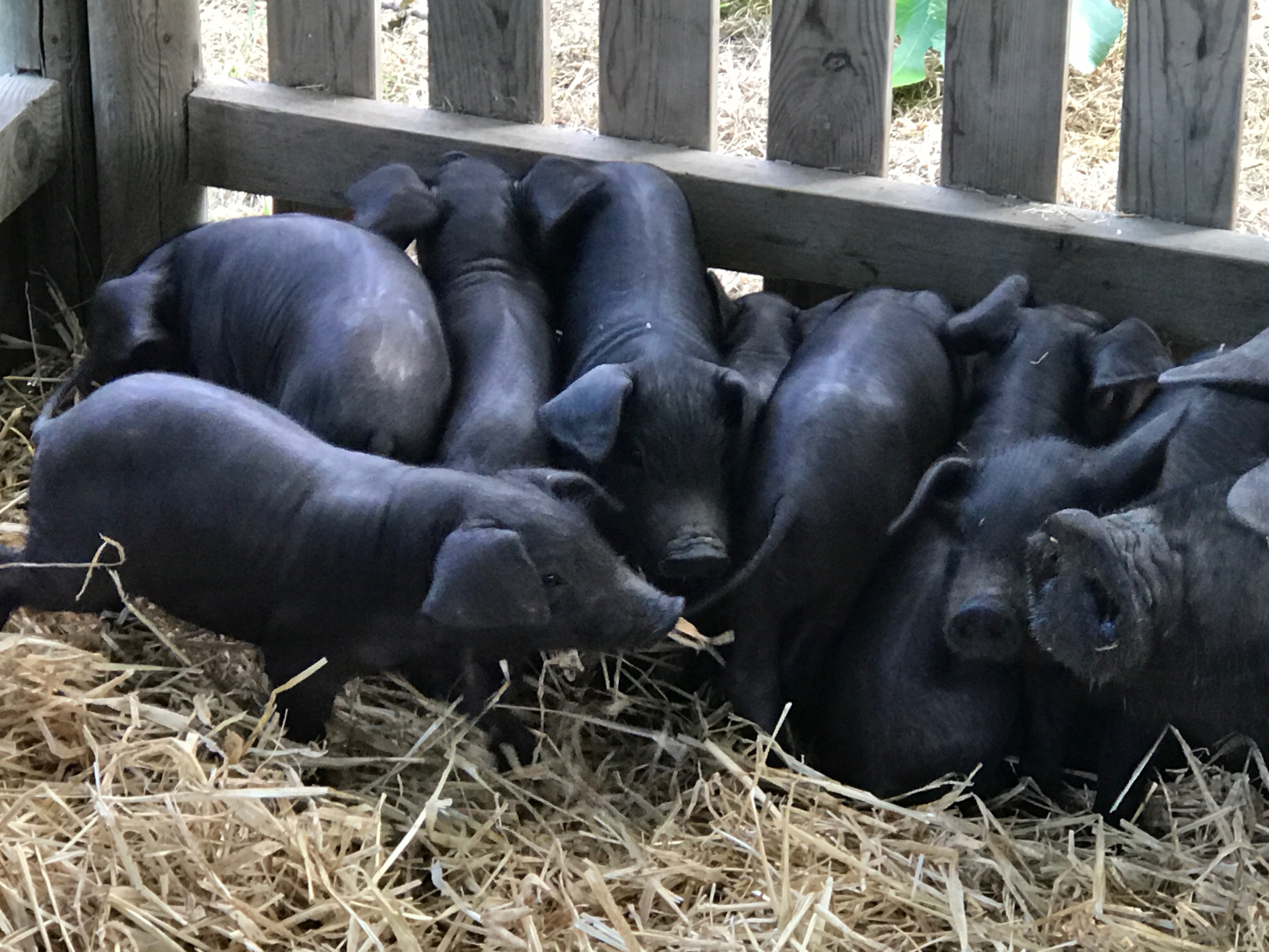 pequeños cerdos negros mallorquines