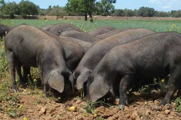  - Charcuteria Ibérica embutidos de porc mallorquín Jamon Ibérico de cerdo  mallorquín Jamon Ibérico, Chorizo, Salcichón y Paleta de Cerdo Negro